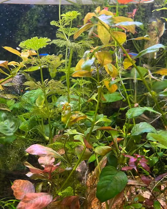 Piante per acquario
