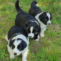 Cuccioli di Border Collie