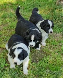 Cuccioli di Border Collie