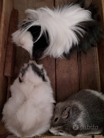 Porcellini d'india femmine