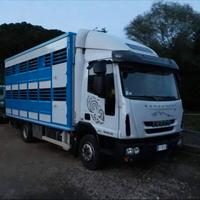 trasporto animali bestiame 