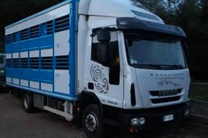 trasporto animali bestiame 