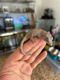 Rhacodactylus auriculatus orange blotched