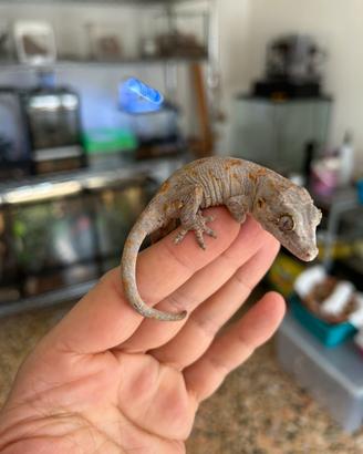 Rhacodactylus auriculatus orange blotched