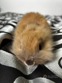 Conigli uno maschio e una femmina