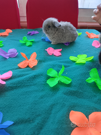 Conigli ariete nano minilop