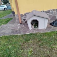 cuccia per cani