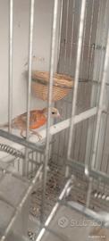 Cardinalini