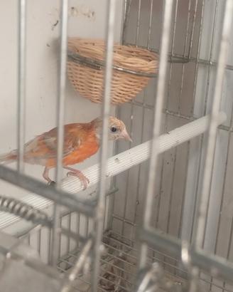 Cardinalini