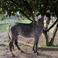 Cavallo arabo x appaloosa