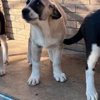 Pastori Dell'Asia Centrale