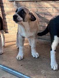 Pastori Dell'Asia Centrale