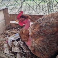 Galline a collo nudo