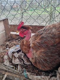 Galline a collo nudo