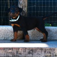 Cucciolo BEAUCERON maschio nero focato