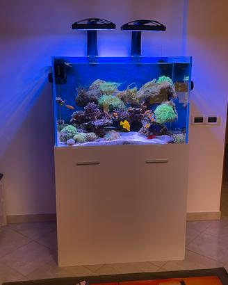 Acquario marino