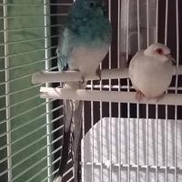 Parrocchetto dal groppone