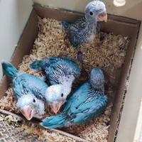 Parrocchetti dal collare