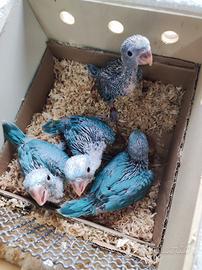 Parrocchetti dal collare