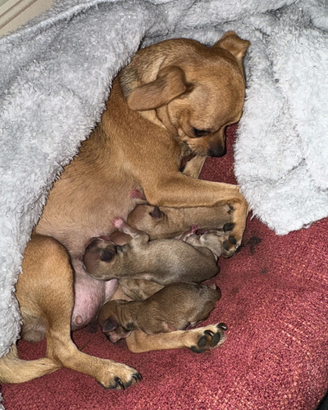 Chihuahua