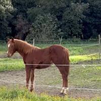 Puledro Quarter Horse