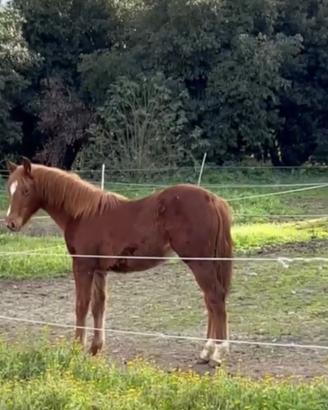 Puledro Quarter Horse
