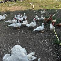 Anatre mute e anatroccoli