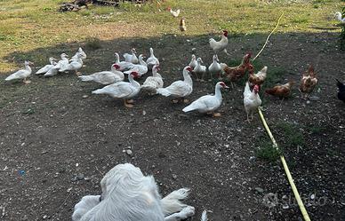 Anatre mute e anatroccoli