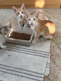 Gatti di tre mesi