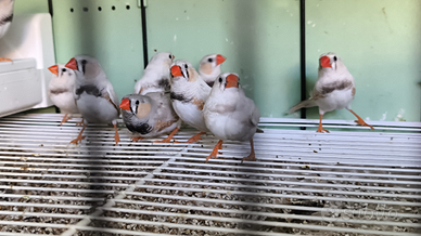 Diamantini mandarino