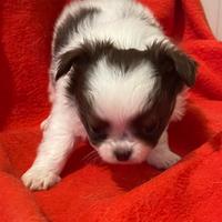 Cucciolo di chihuahua maschio con pedigree