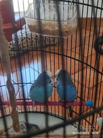 Cocorita pappagalli ondulati coppia con gabbia
