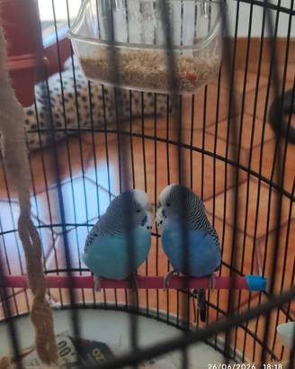 Cocorita pappagalli ondulati coppia con gabbia