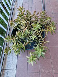 Piantine di Sedum Nussbaumerianum