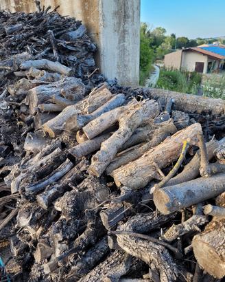 Legna di olivo per camino già tagliata