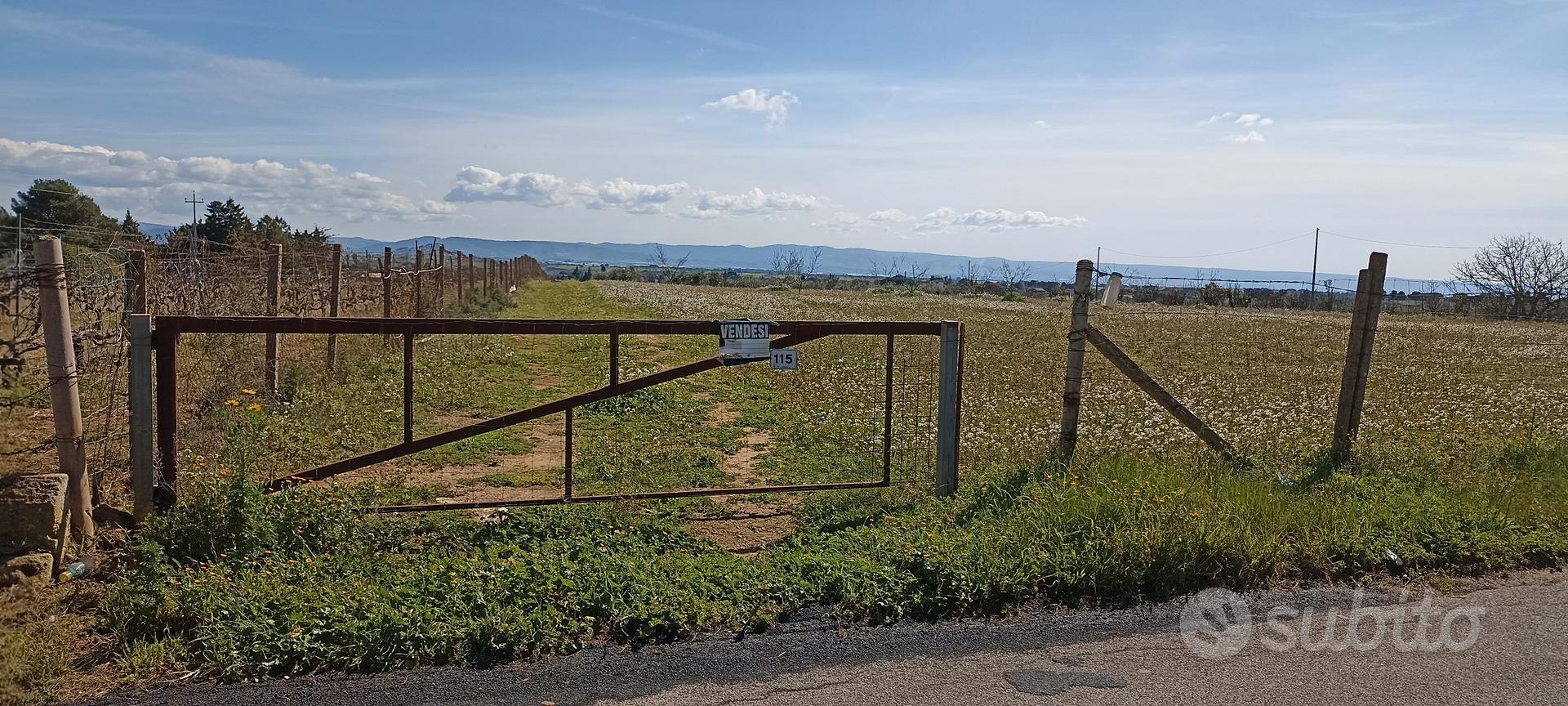 Terreno agricolo uliveto - Vista 4