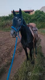 Puledra crusada