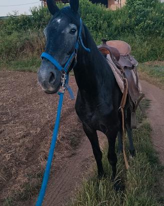 Puledra crusada