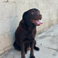Labrador femmine adulte