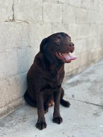 Labrador femmine adulte