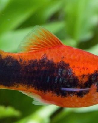 Platy Tiger