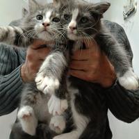 Cuccioli Maine Coon