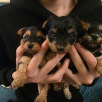 Yorkie share toy