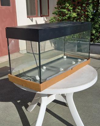 Acquario