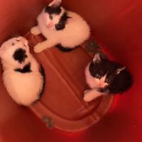 Gattini cuccioli