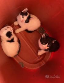 Gattini cuccioli