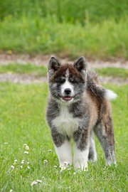 Akita Riproduzione selezionata