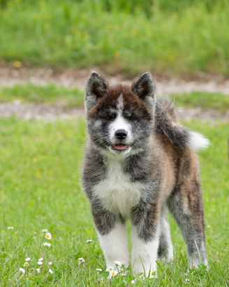 Akita Riproduzione selezionata