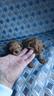 cuccioli-minitoy-red-brown-barboncini-a-r-a-t-e