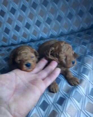Cuccioli minitoy red brown barboncini a r.a.t.e